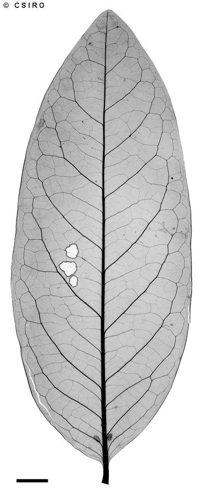 Xanthophyllum fragrans photo 6