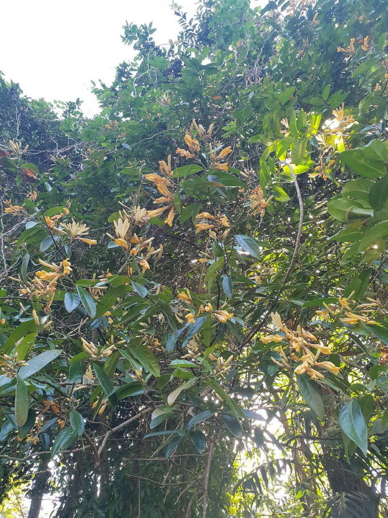 Xanthophyllum fragrans photo 7