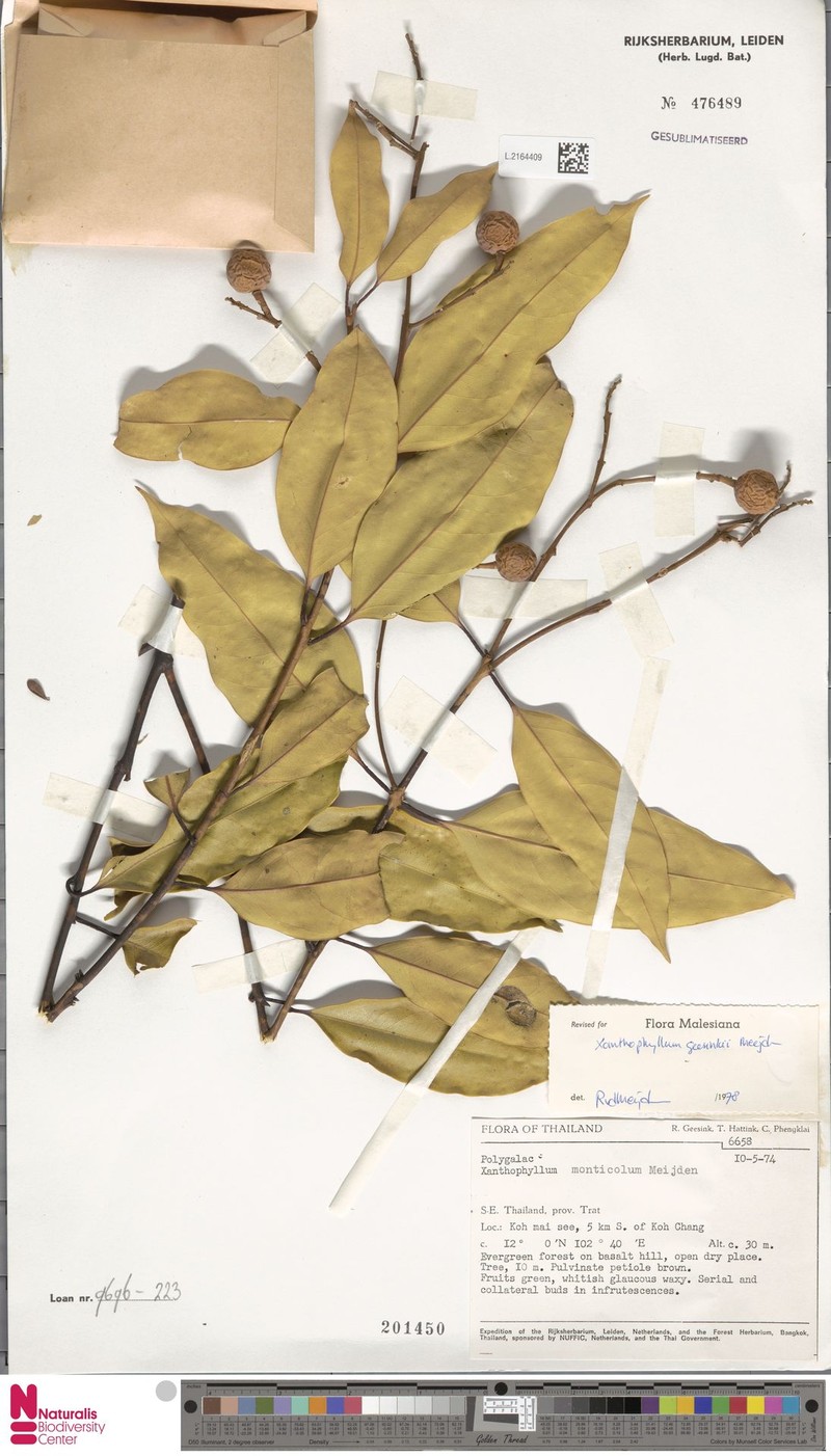 Xanthophyllum geesinkii
