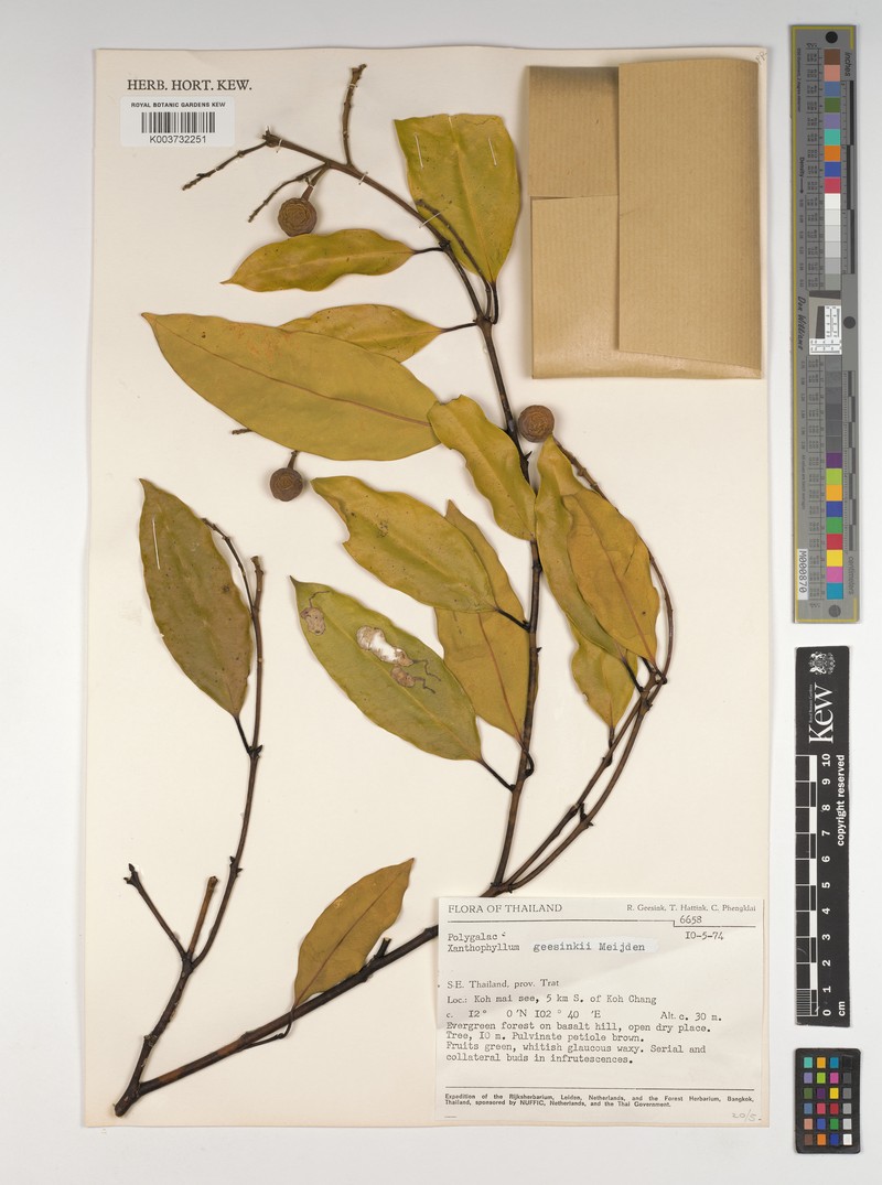 Xanthophyllum geesinkii photo 2