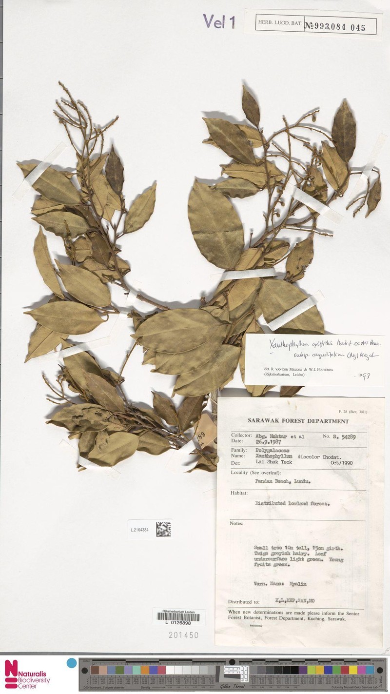 Xanthophyllum griffithii