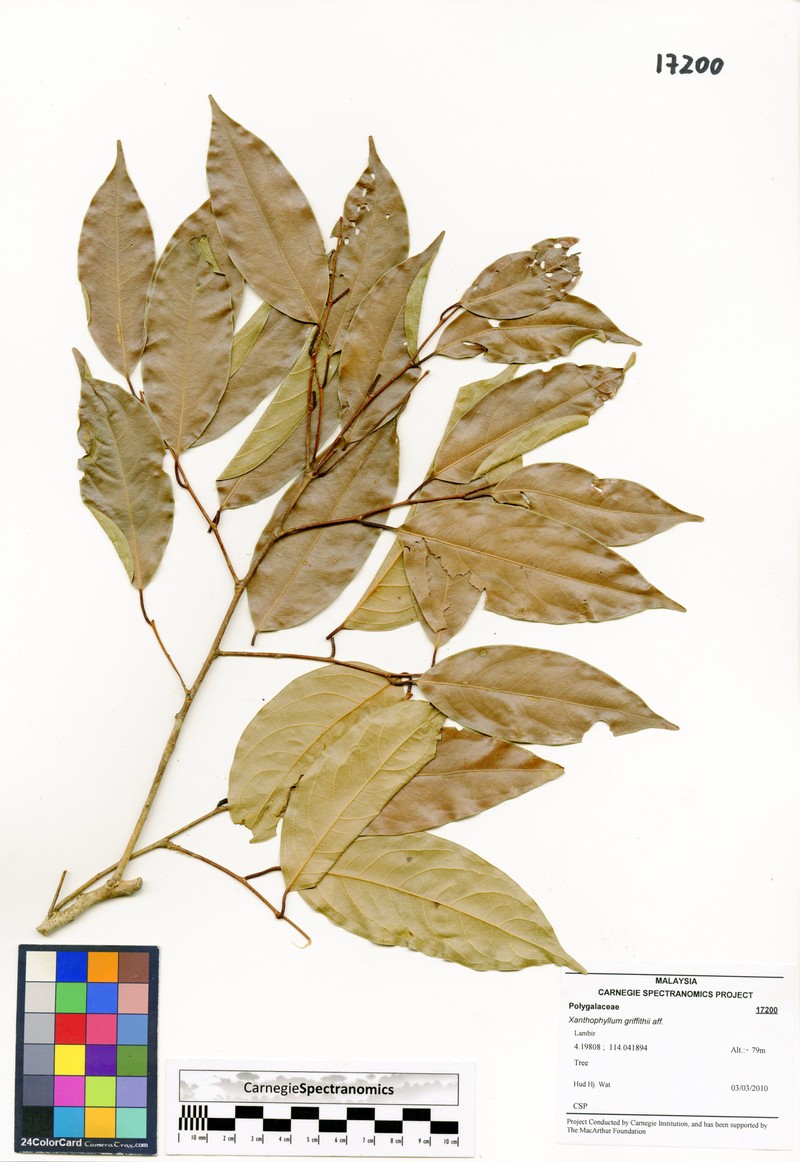 Xanthophyllum griffithii photo 2