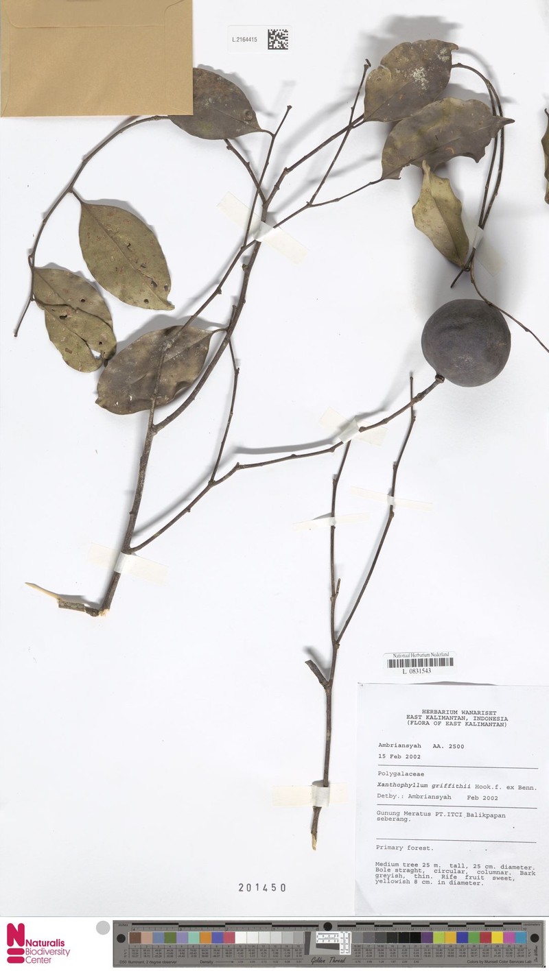 Xanthophyllum griffithii photo 3