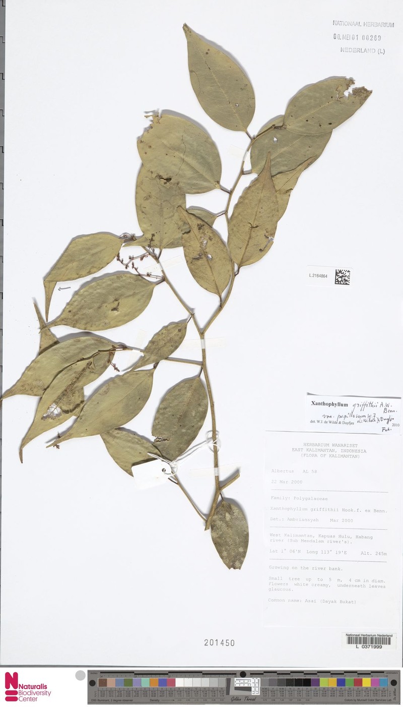 Xanthophyllum griffithii photo 4