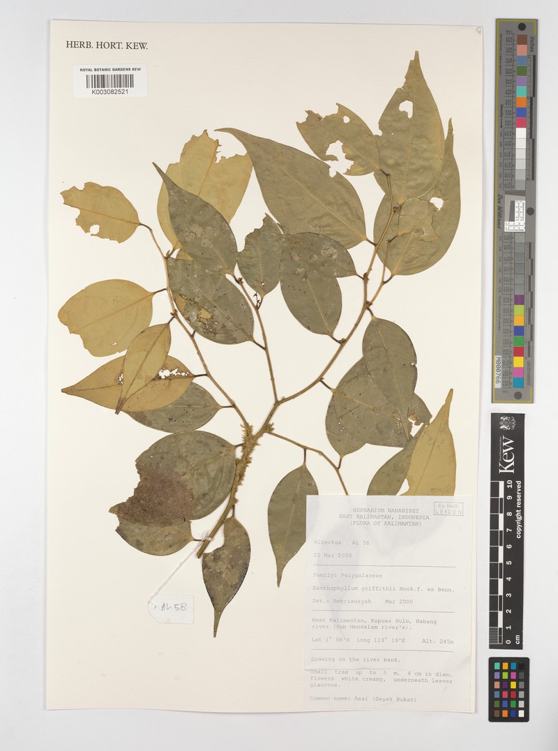 Xanthophyllum griffithii photo 5