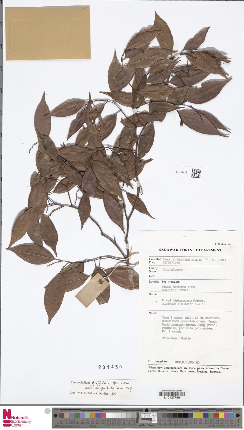 Xanthophyllum griffithii var. angustifolium