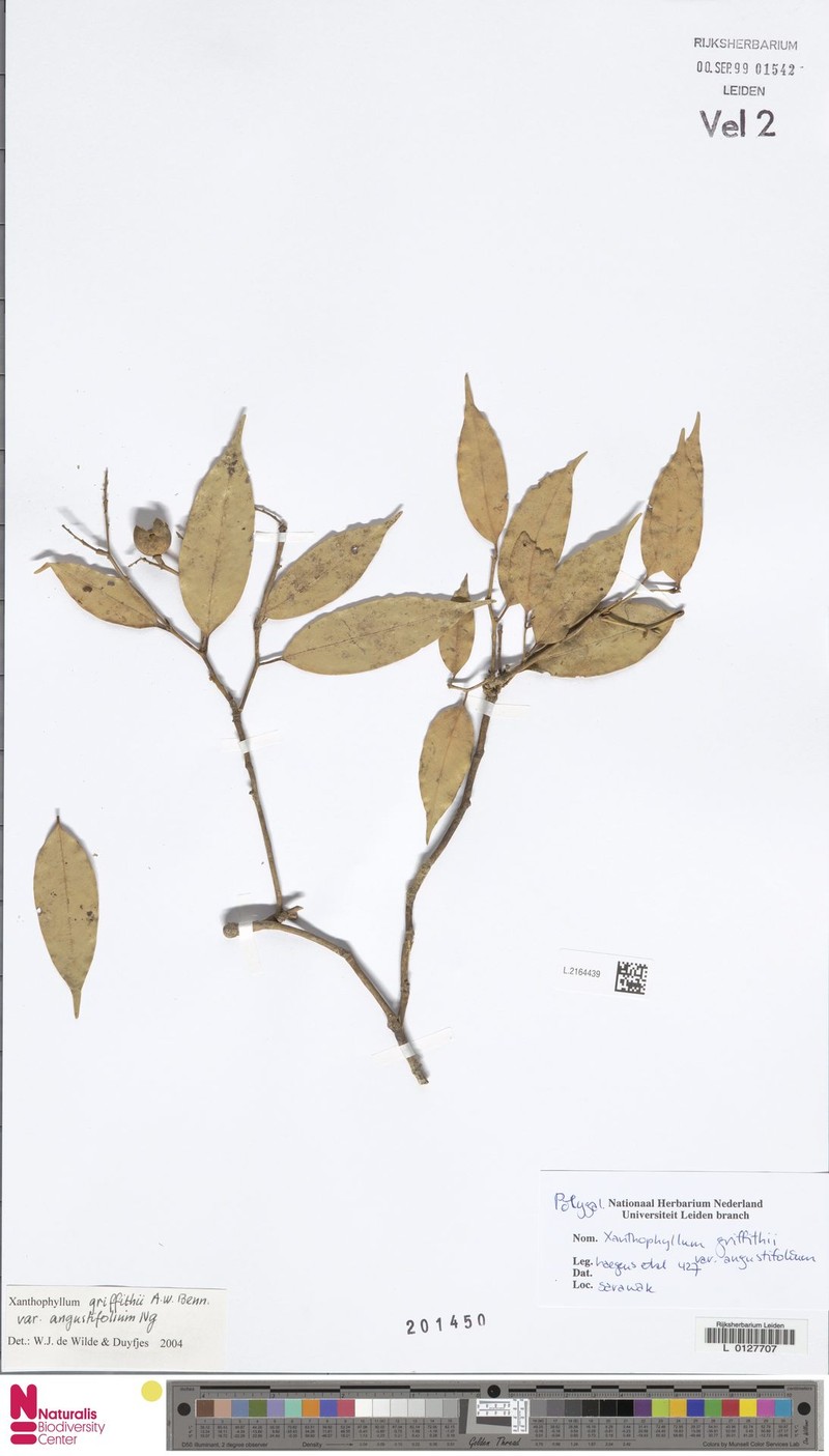 Xanthophyllum griffithii var. angustifolium photo 2