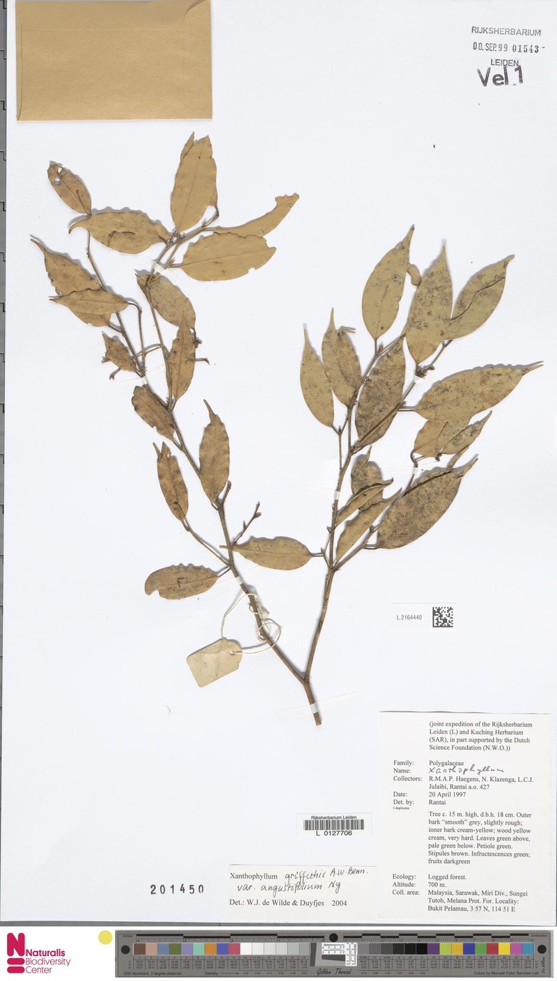 Xanthophyllum griffithii var. angustifolium photo 3