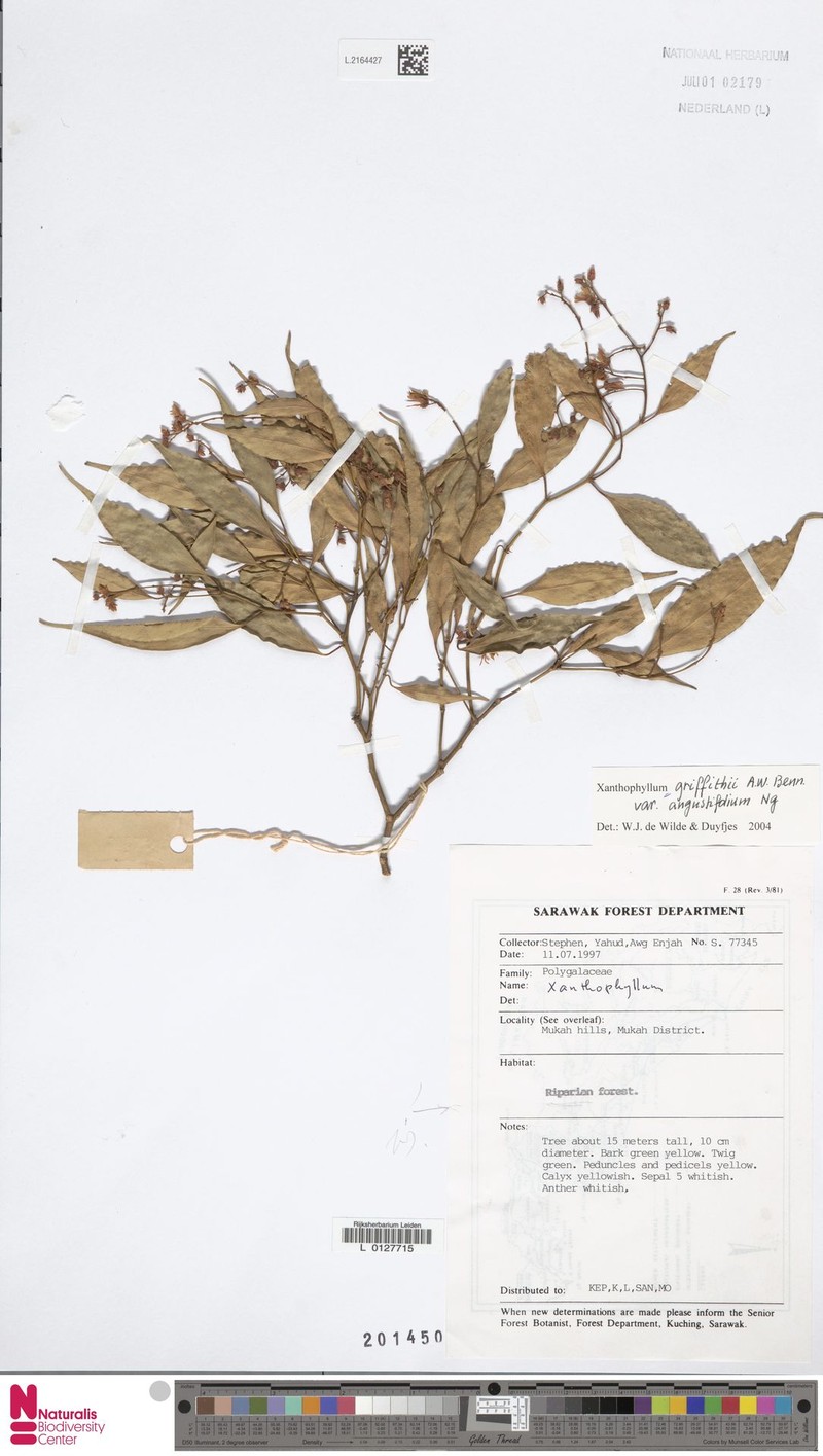Xanthophyllum griffithii var. angustifolium photo 4
