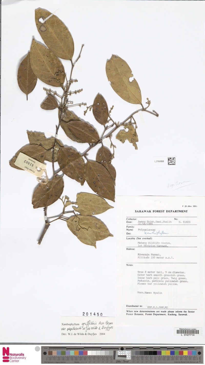Xanthophyllum griffithii var. papillosum photo 2