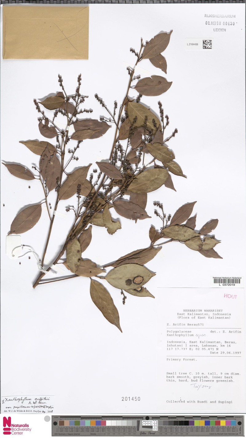 Xanthophyllum griffithii var. papillosum photo 3