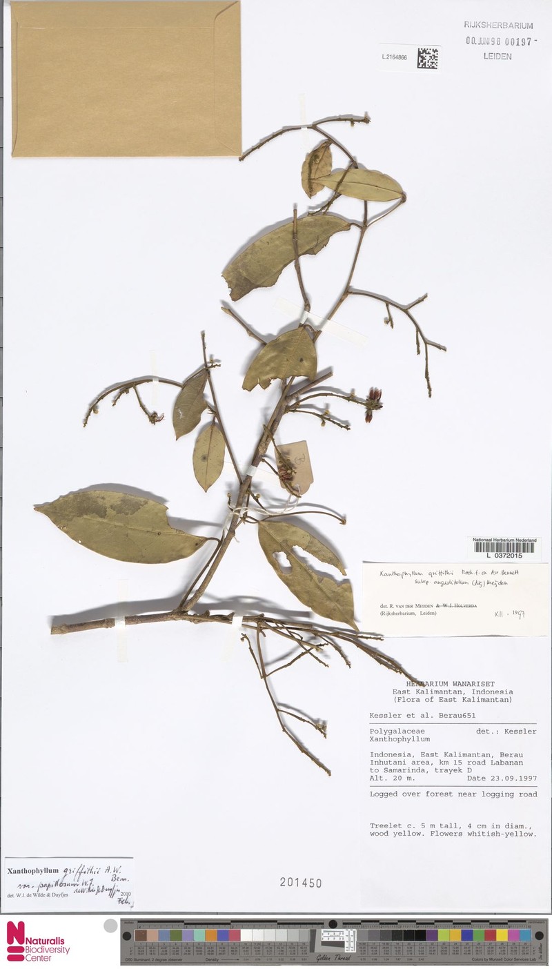 Xanthophyllum griffithii var. papillosum photo 4