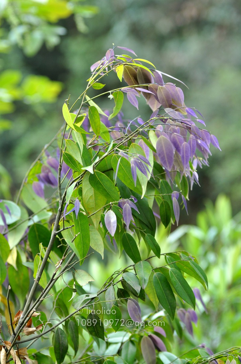 Xanthophyllum hainanense