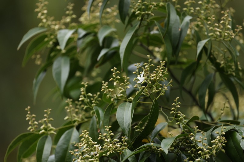Xanthophyllum hainanense photo 3