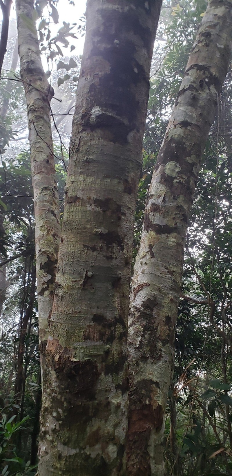 Xanthophyllum hainanense photo 4