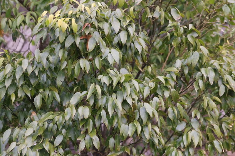 Xanthophyllum hainanense photo 5