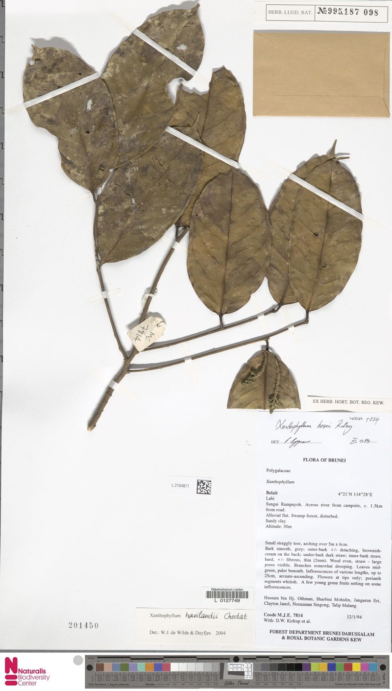 Xanthophyllum havilandii