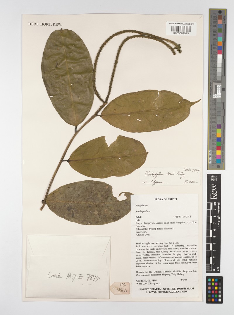 Xanthophyllum havilandii photo 2