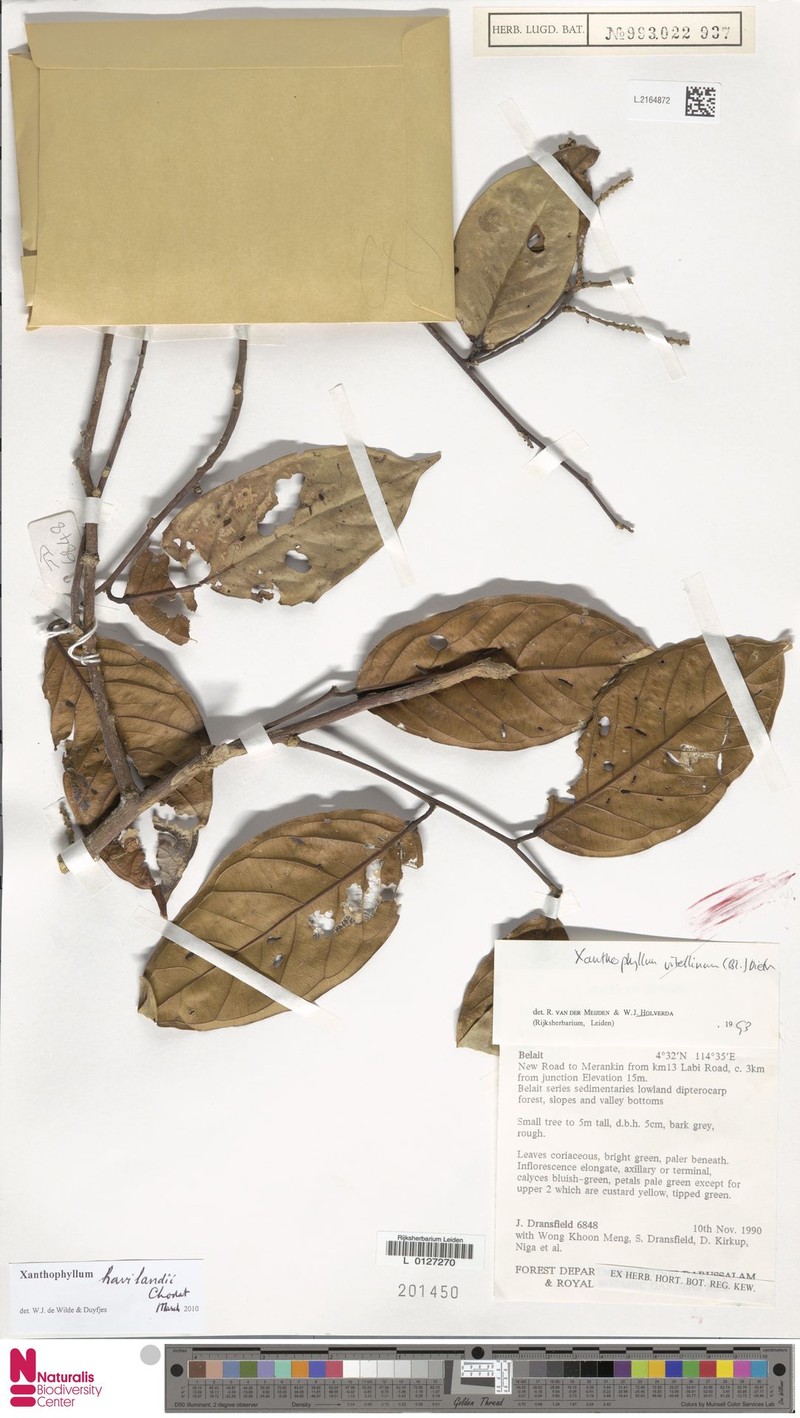 Xanthophyllum havilandii photo 3