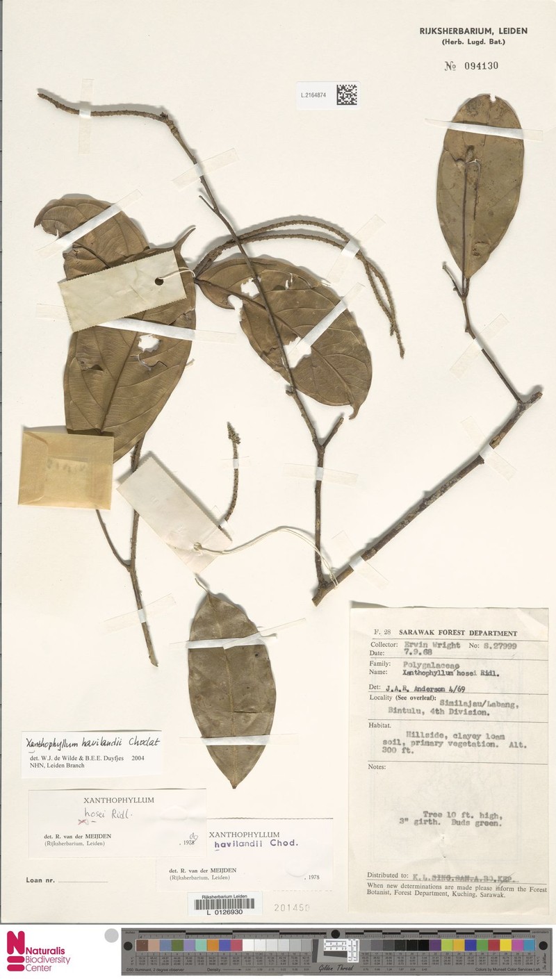 Xanthophyllum havilandii photo 4