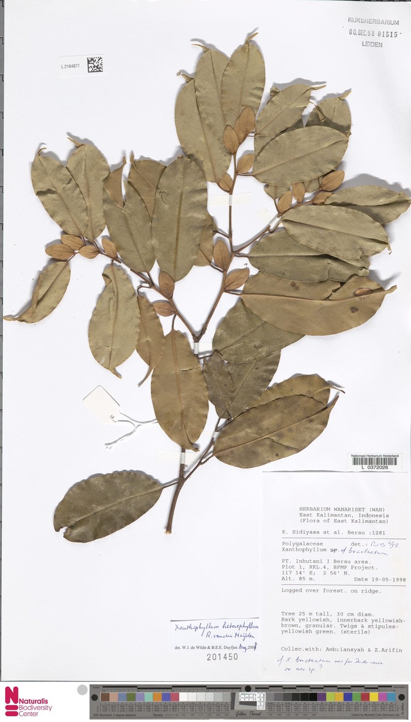 Xanthophyllum heterophyllum