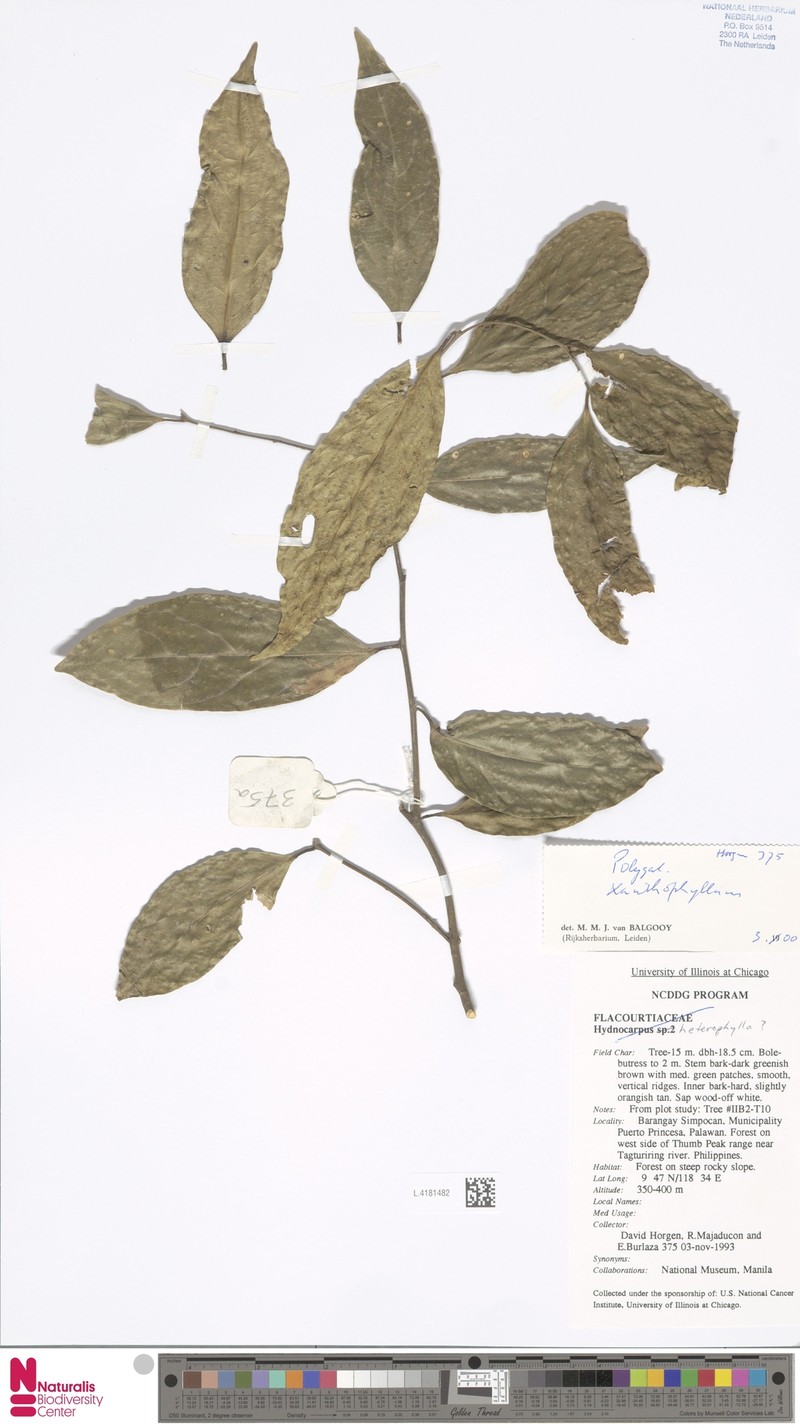 Xanthophyllum heterophyllum photo 2