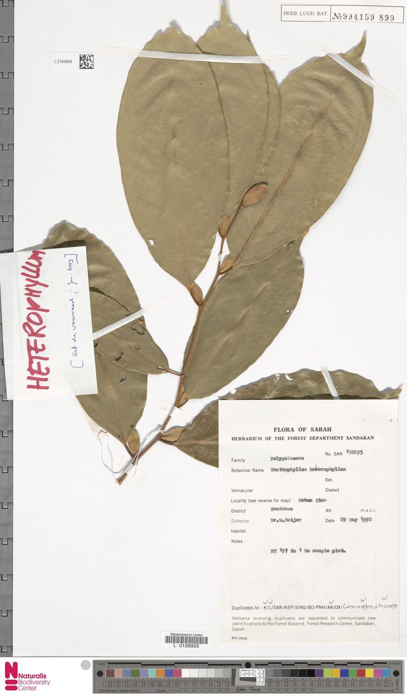 Xanthophyllum heterophyllum photo 3