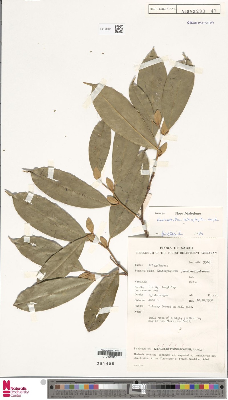 Xanthophyllum heterophyllum photo 4