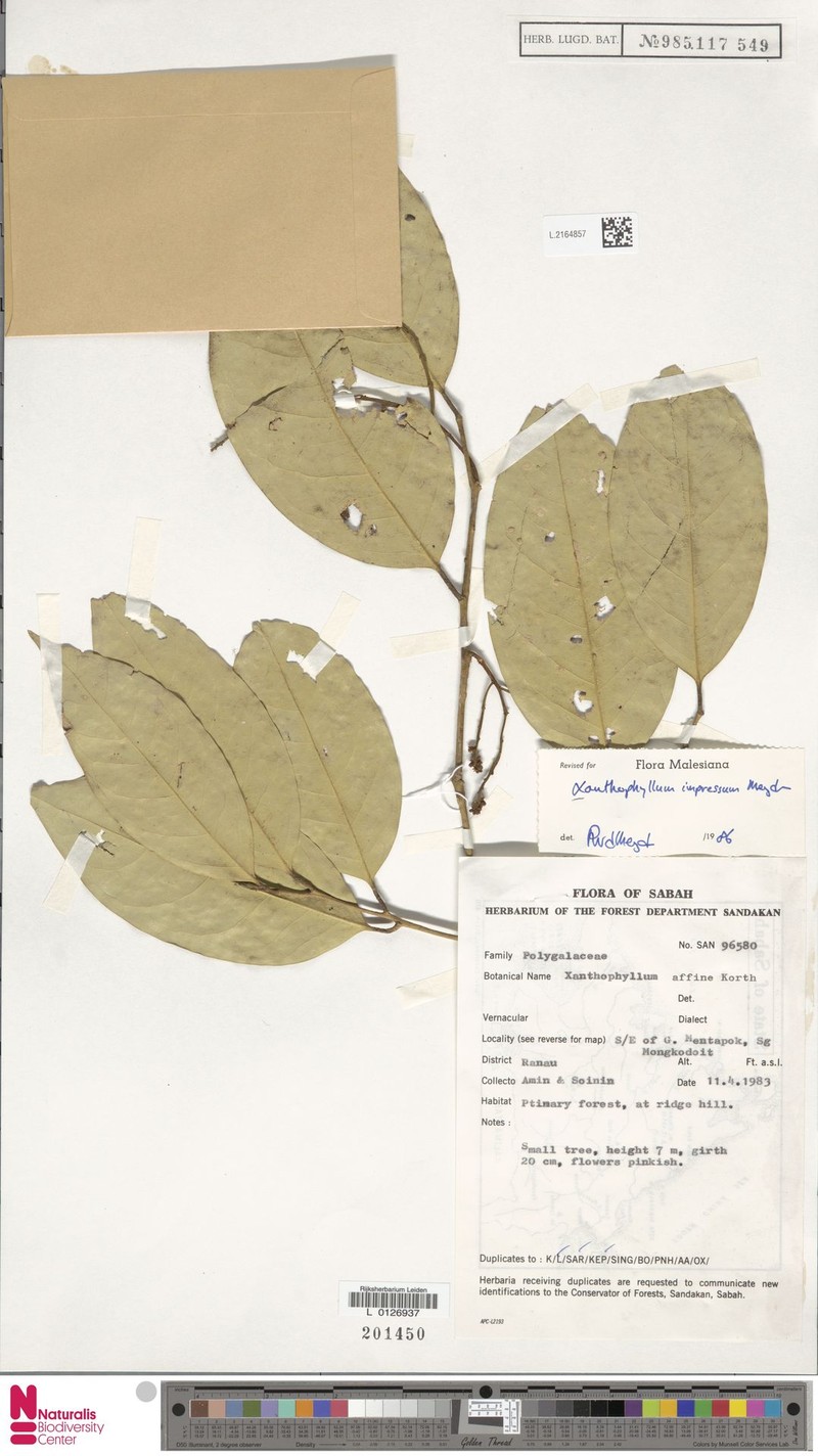 Xanthophyllum impressum