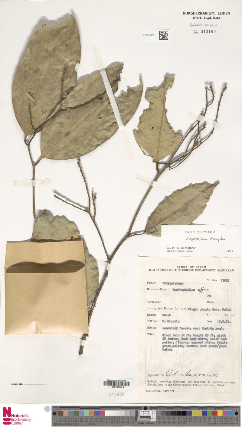 Xanthophyllum impressum photo 3