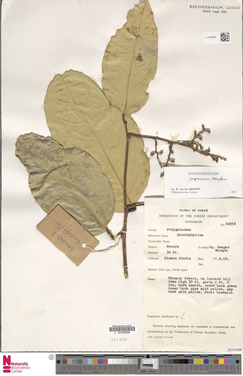 Xanthophyllum impressum photo 4
