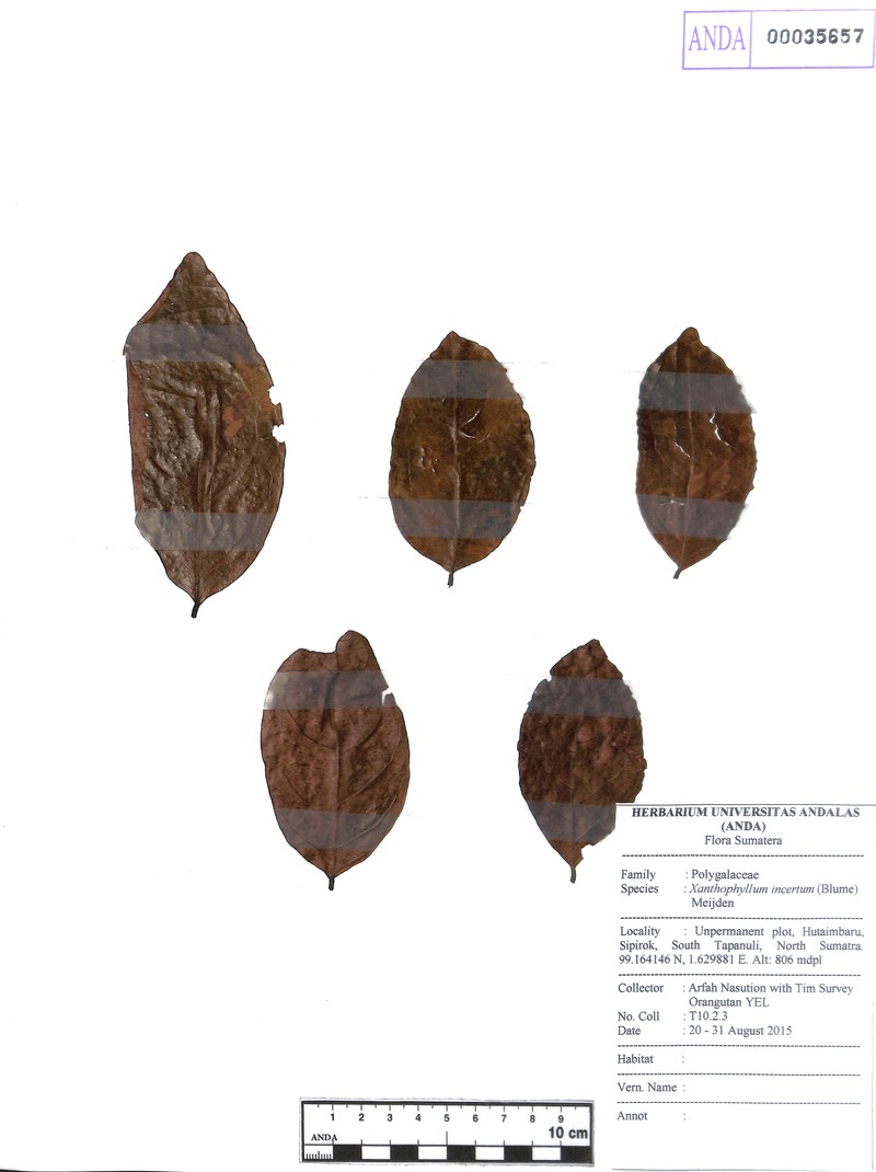 Xanthophyllum incertum
