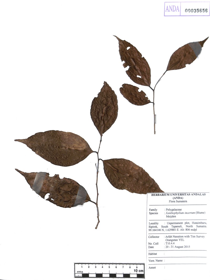 Xanthophyllum incertum photo 2