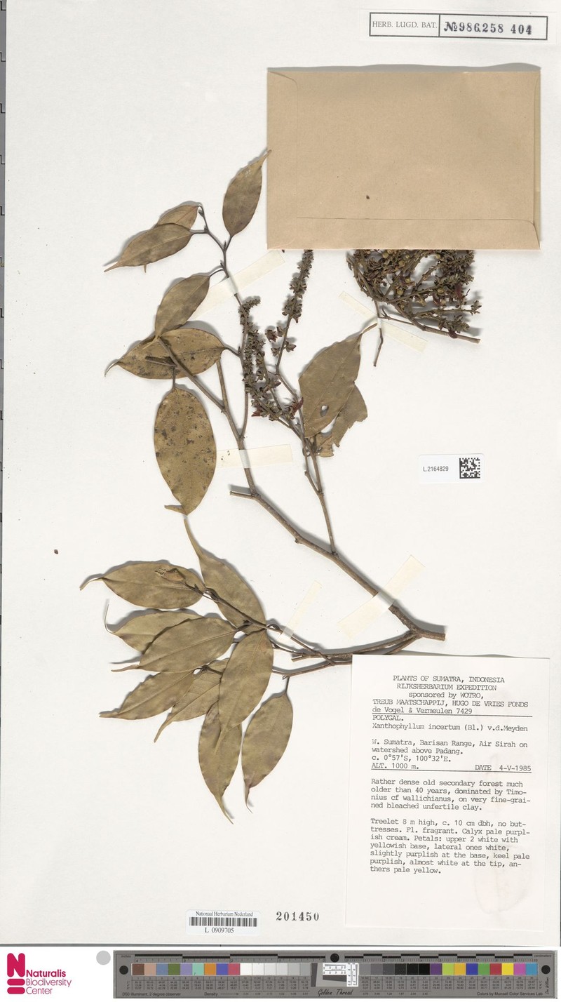 Xanthophyllum incertum photo 3