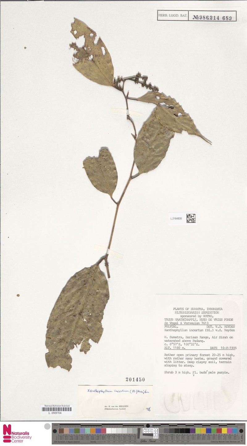 Xanthophyllum incertum photo 4