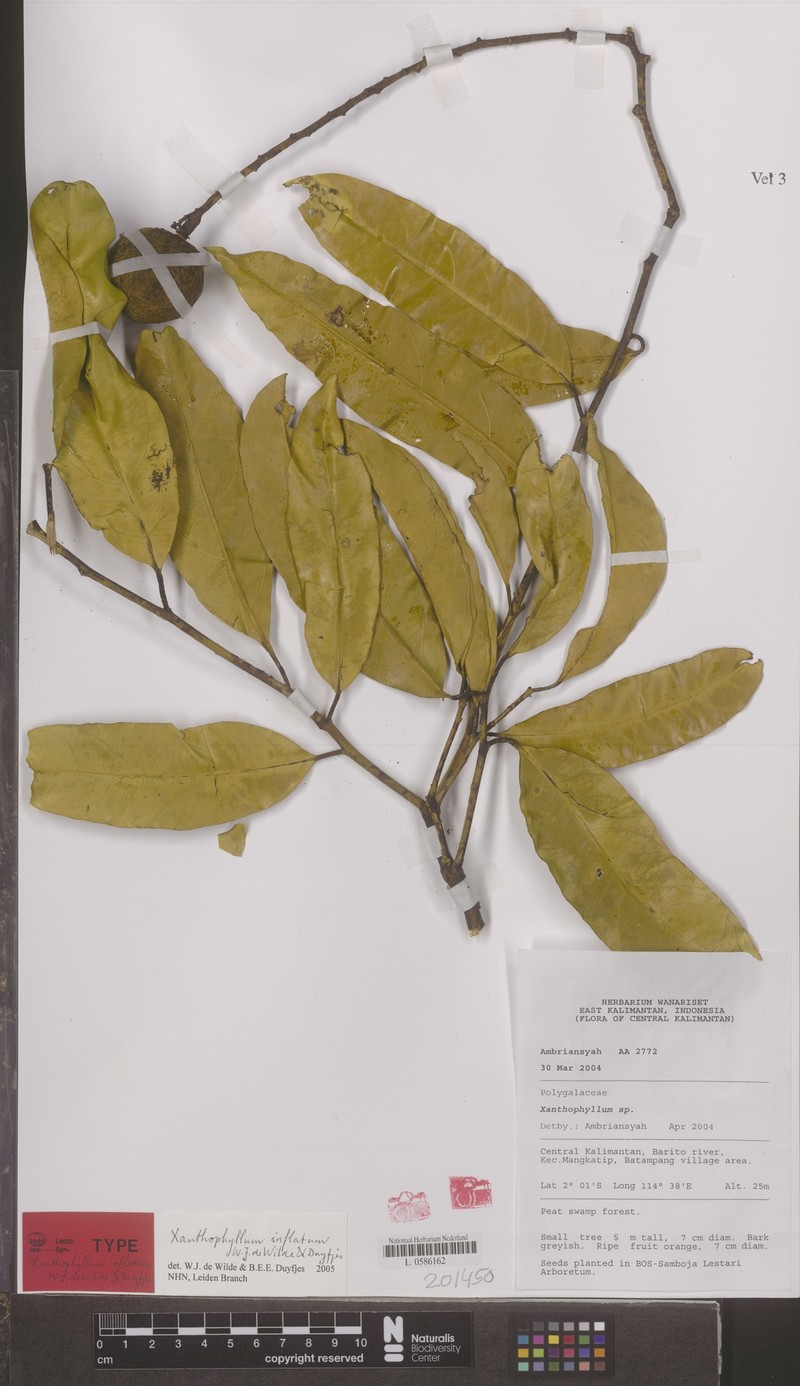 Xanthophyllum inflatum