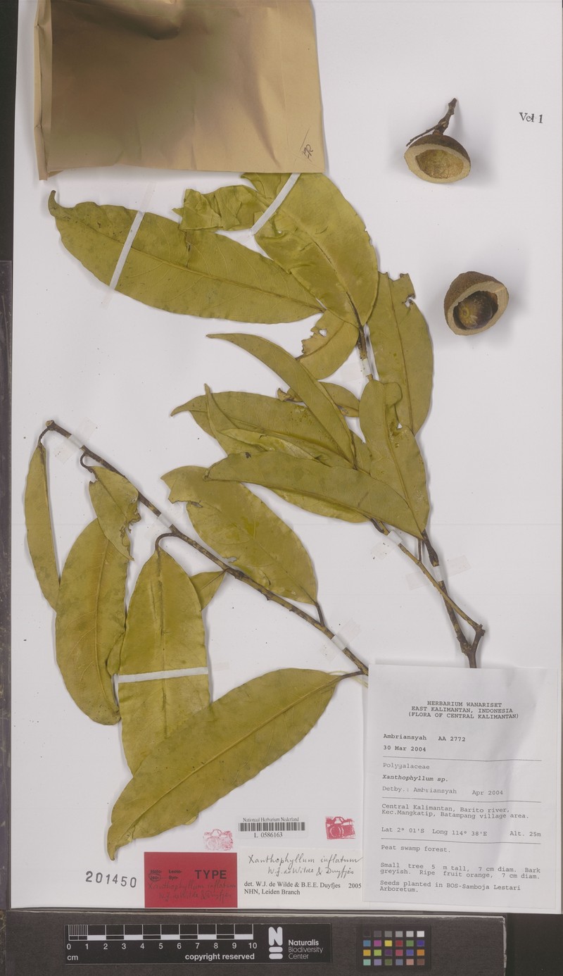Xanthophyllum inflatum photo 2