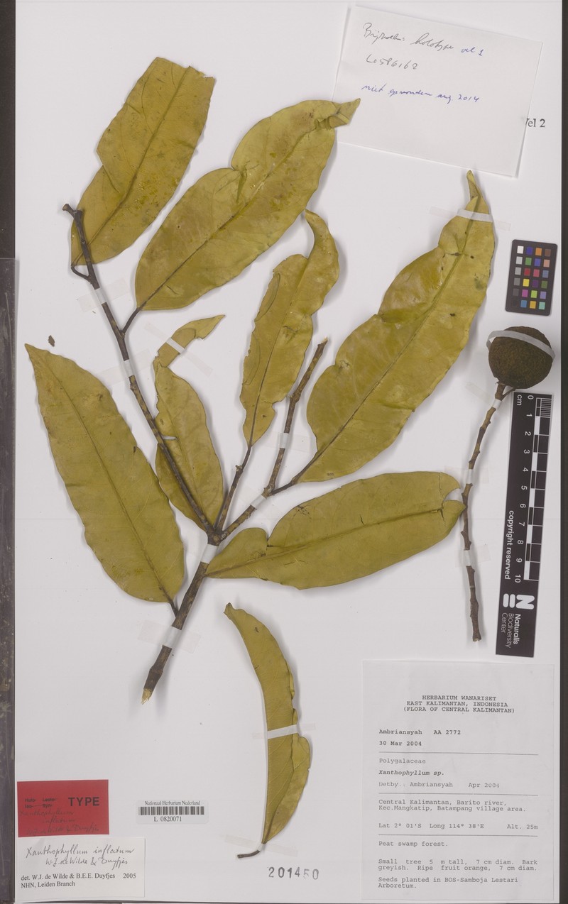 Xanthophyllum inflatum photo 3