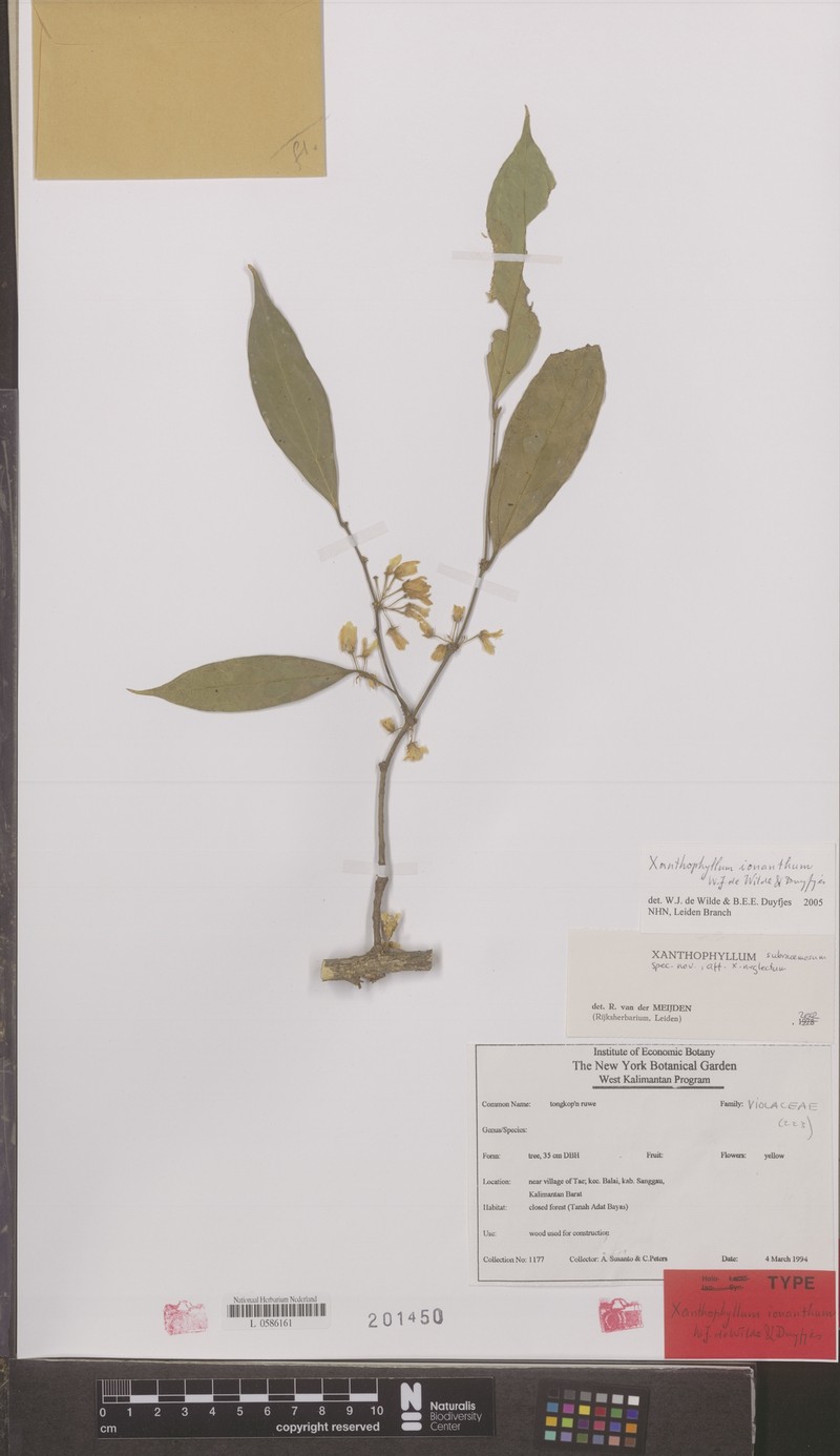 Xanthophyllum ionanthum