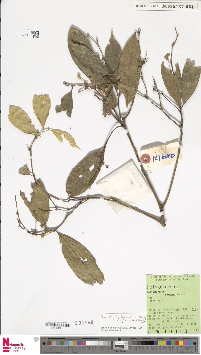 Xanthophyllum ionanthum photo 2