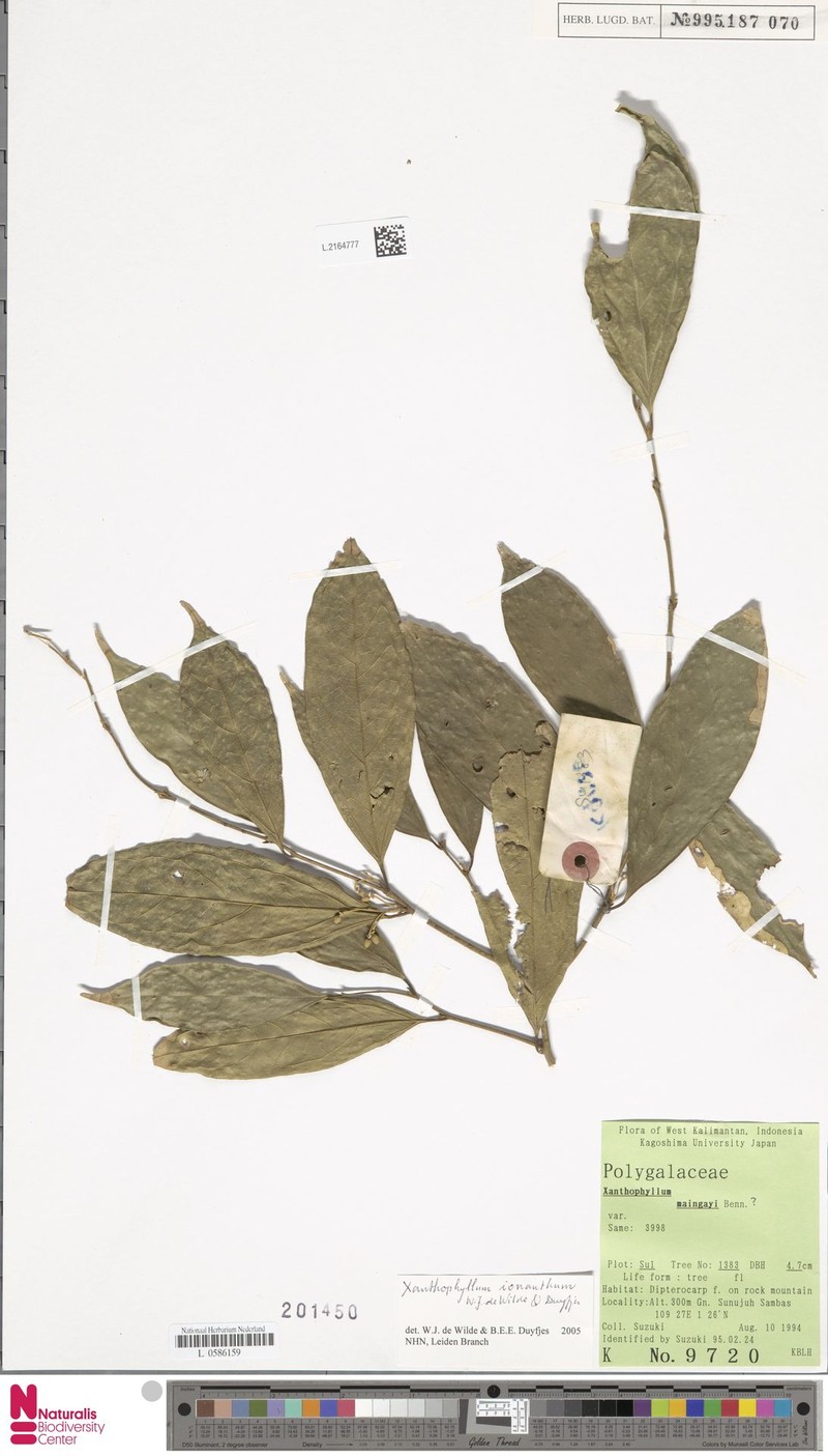 Xanthophyllum ionanthum photo 3
