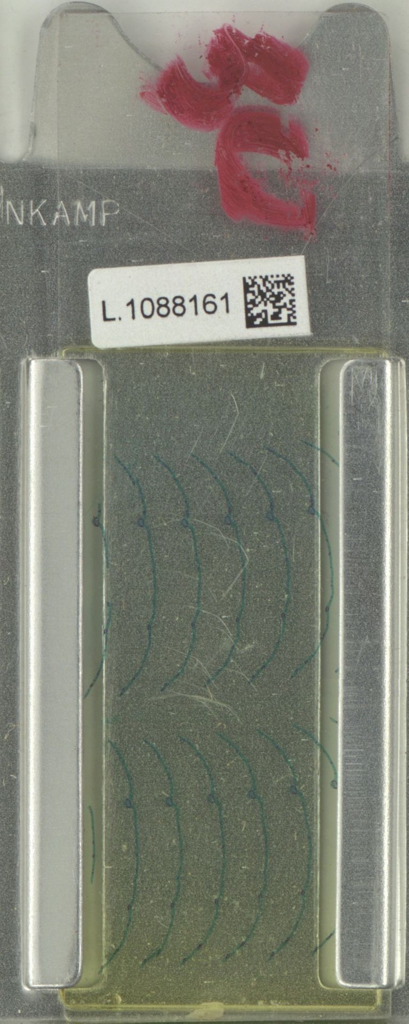 Xanthophyllum korthalsianum