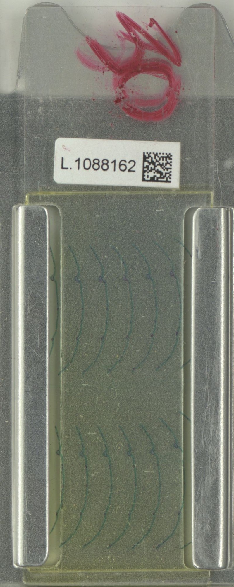Xanthophyllum korthalsianum photo 2
