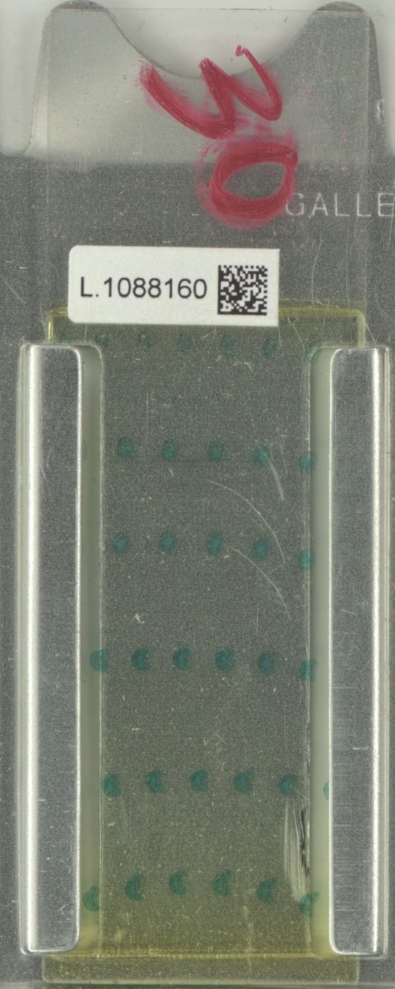 Xanthophyllum korthalsianum photo 3