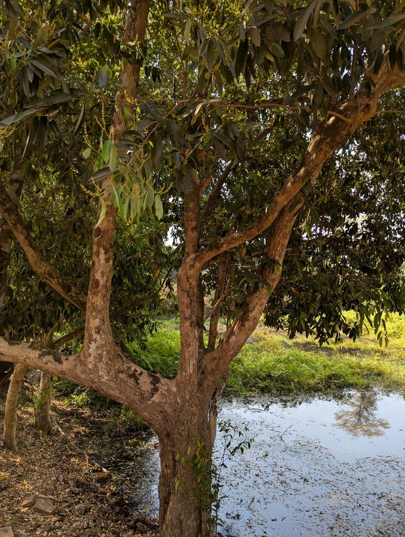 Xanthophyllum lanceatum photo 2
