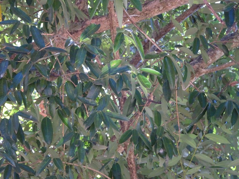 Xanthophyllum lanceatum photo 3