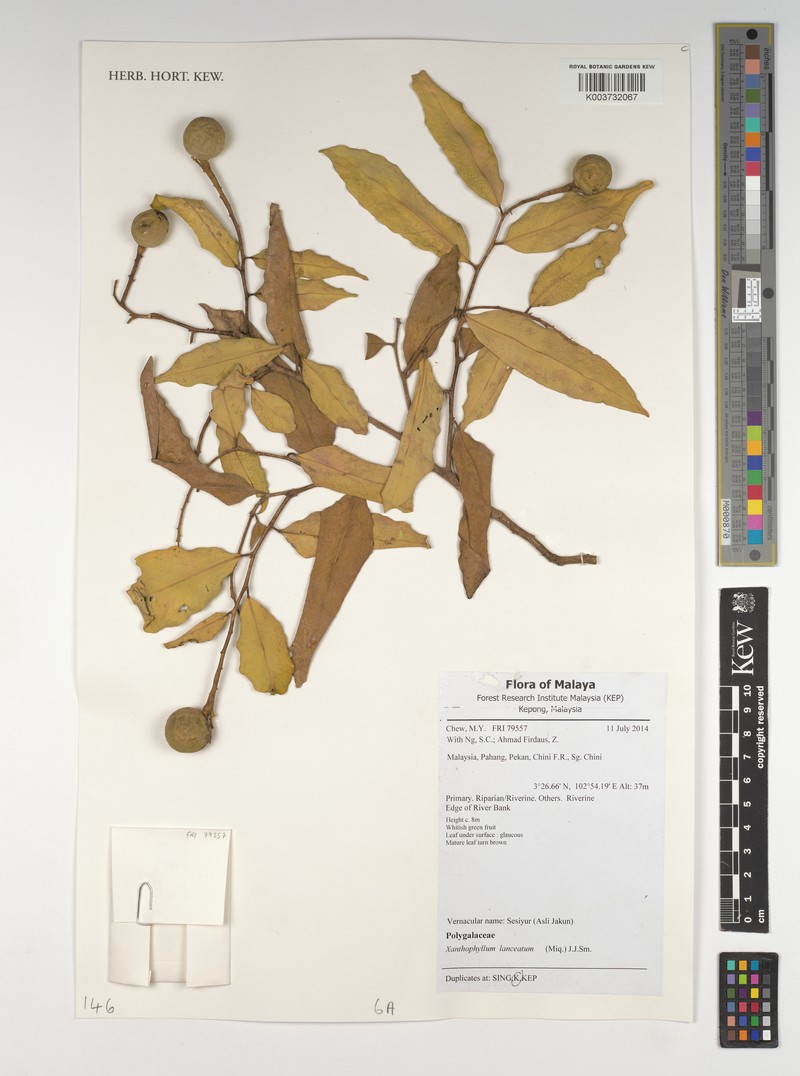 Xanthophyllum lanceatum photo 4
