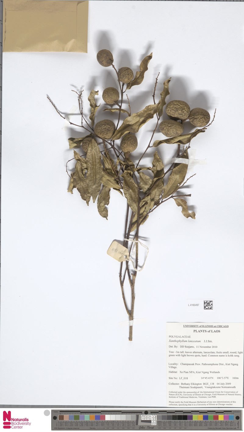 Xanthophyllum lanceatum photo 5