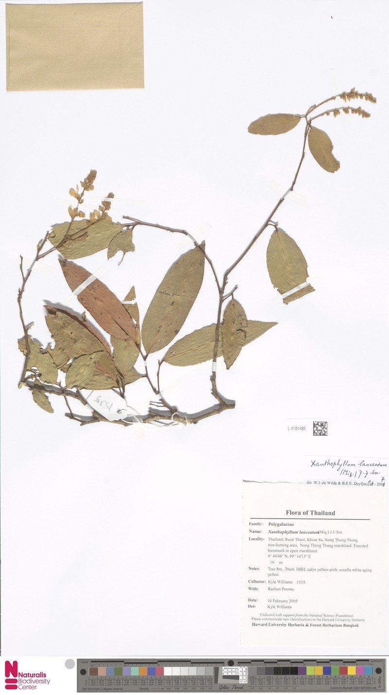 Xanthophyllum lanceatum photo 6