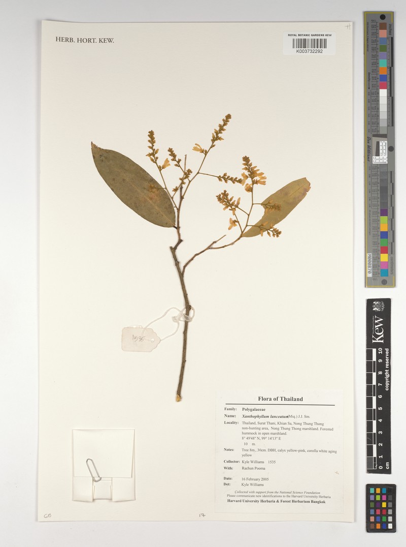 Xanthophyllum lanceatum photo 7